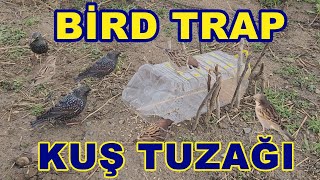 İLGİNÇ KUŞ YAKALAMA TUZAĞI İLE SERÇE NASIL YAKALANIR! KUŞ TUZAĞI NASIL YAPILIR?  #birds #trap