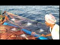 How to catch King fish and tuna in net