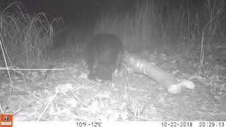 Trail cam beaver 8