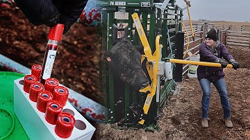 Blood Draw | BioPryn Pregnancy Test For Cattle