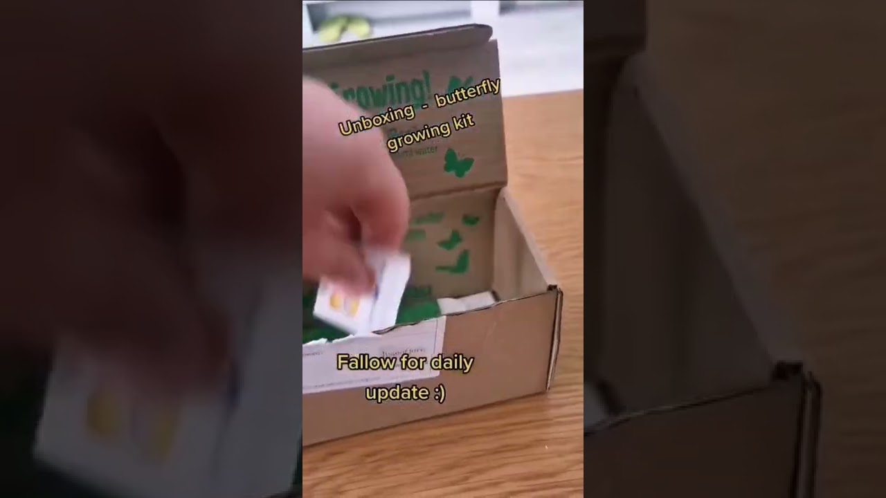 Let's grow butterflies together 🦋🦋 butterfly growing kit - fallow for daily update 