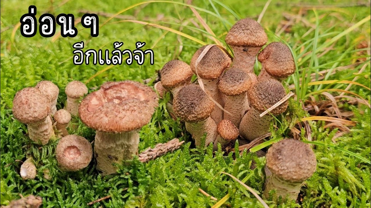 เก็บเห็ดขอนสน เก็บตกจากรอบที่แล้ว ยังมีดอกอ่อนๆให้ฟิน เก็บเพลินๆเลยค่ะ  คนไทยในต่างแดน - เก็บเห็ด