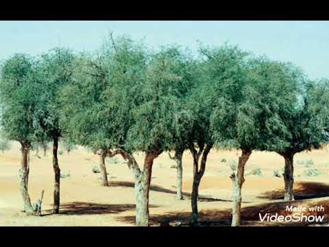 ماهي شجرة الغاف وماهي فوائدها