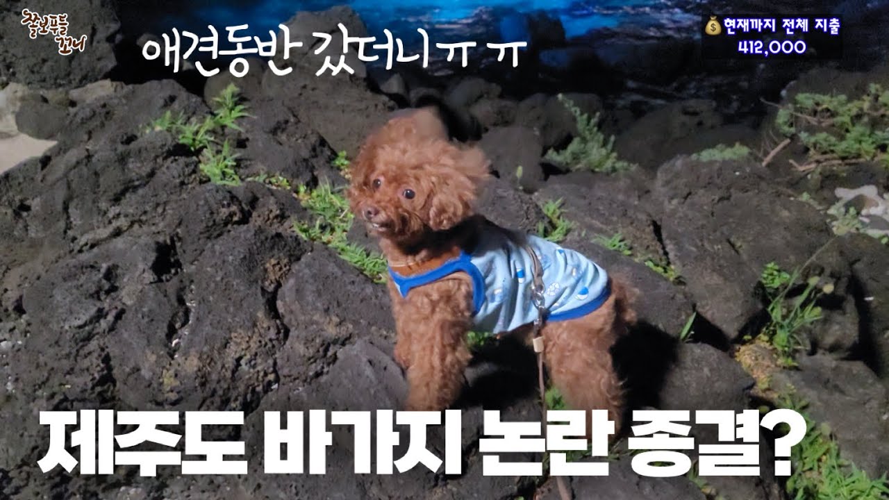 최악의 물가로 논란이 된 제주도. 애견동반으로 가면 더 호구?ㅠㅠ 현실을 보여드리겠습니다!
