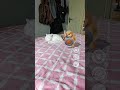 What the dog doing? 😾🙀🔪 #cat #funny #fyp