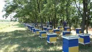 Пчеловоды профессионалы делятся опытом . Пасека семьи Ничик