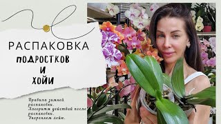 Вау! Распаковка! Приехали подростки и хойя! Как поливать подростка во мхе.Как укоренить хойю.