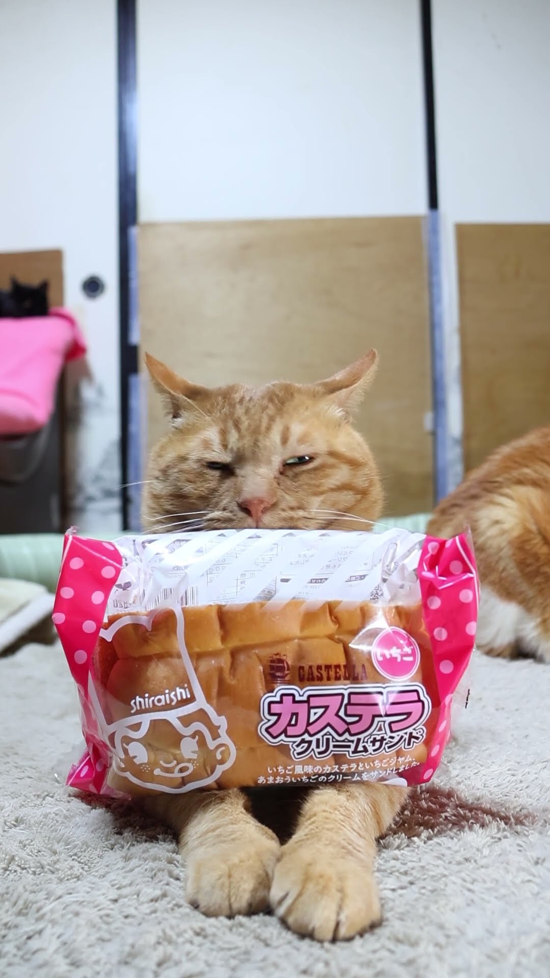 猫とアイスクリーム A soaking wet kitten rescued from the road part16 - YouTube