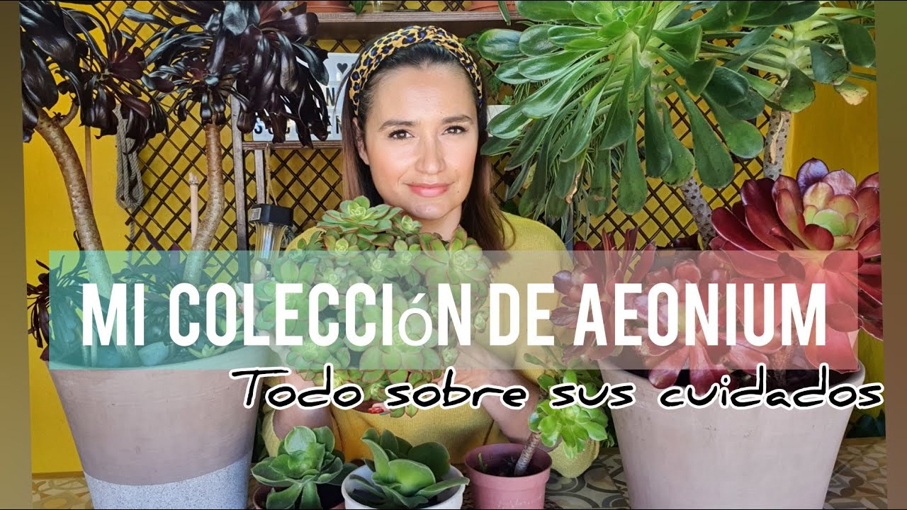 Mi colección de Aeonium/ ¿Cómo los cuido?/Jardín Suculento