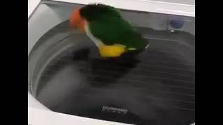 FUNNY PARROT GOES CRAZY FOR THE WASHING MACHINE!