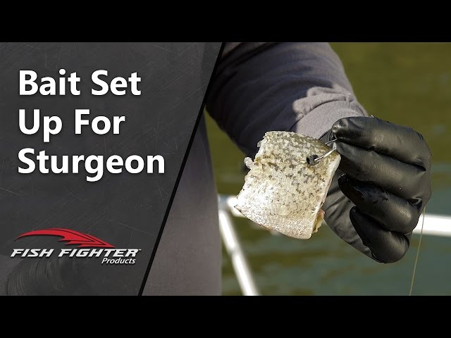 How to Choose and Set Up Bait for Sturgeon Fishing