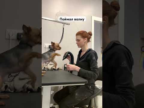 Подстраховывала спереди - но нашел выход😄 #собака #собаки #щенок #щенки