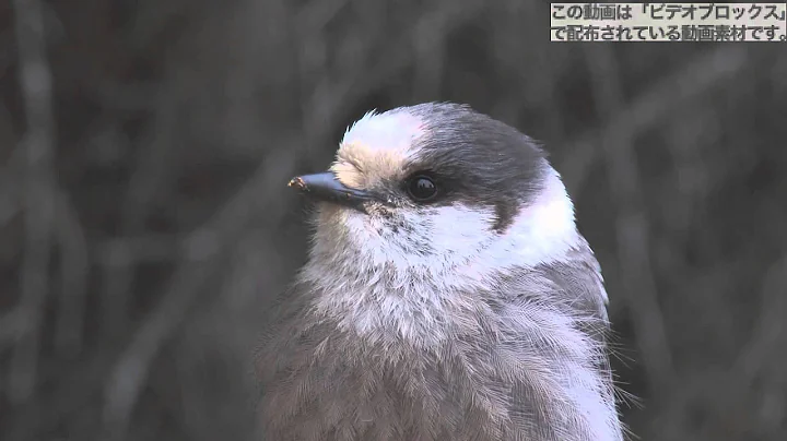 【動画素材】カナダカケス　Grey Jay 1 close