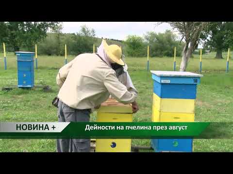 Видео: Поведение на потните пчели: хапят ли потните пчели или ужилват