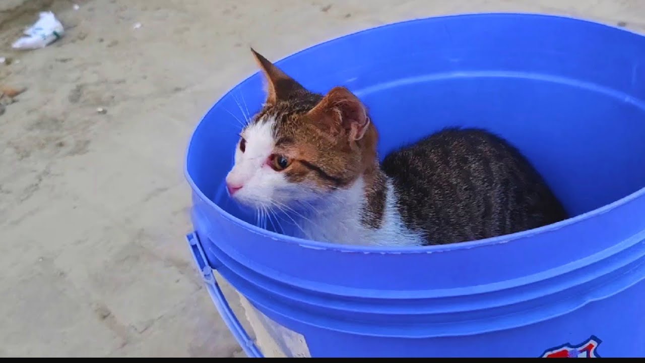 Hey look where this cute 🙀💕🌿kitty hiding when he saw me randomly& her face amazing