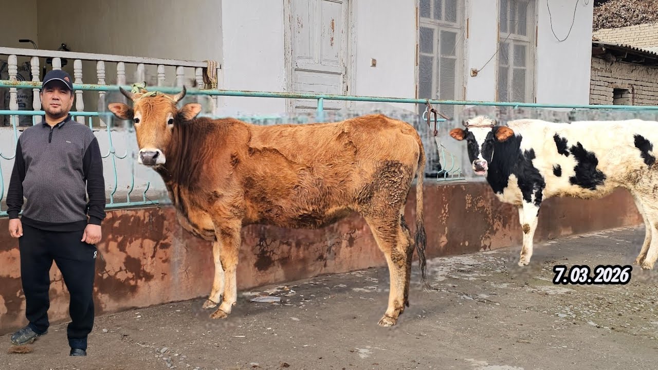 YETUK BO‘G‘OZLAR🔥 RO‘ZG‘ORBOP ARZONLARI SHOSHILAMIZ SHERALI AKADA🔥 