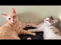 Cat Fight - HD 1080P