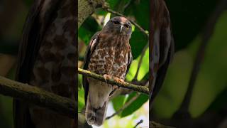 Brown Boobook Call Brown Hawk Owl Sound #birds #owl #birdcall
