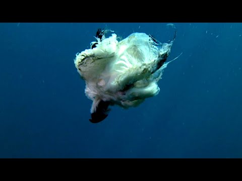 Cuttlefish Secrets - Nature’s Smartest and Most Bizarre Shape-Shifters
