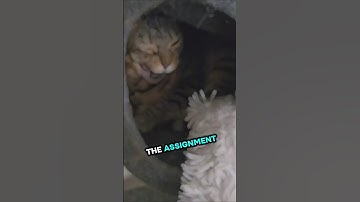 I understood the Assignment... Did the Assigner Understand?😼 #alajokiartistry #bengalcat #assignment