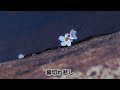 島倉千代子「火の酒」