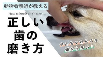 犬の歯磨き Youtube