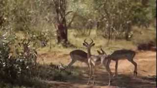 Manhunt: Inside the Hunt: Joel vs Animal Wildlife