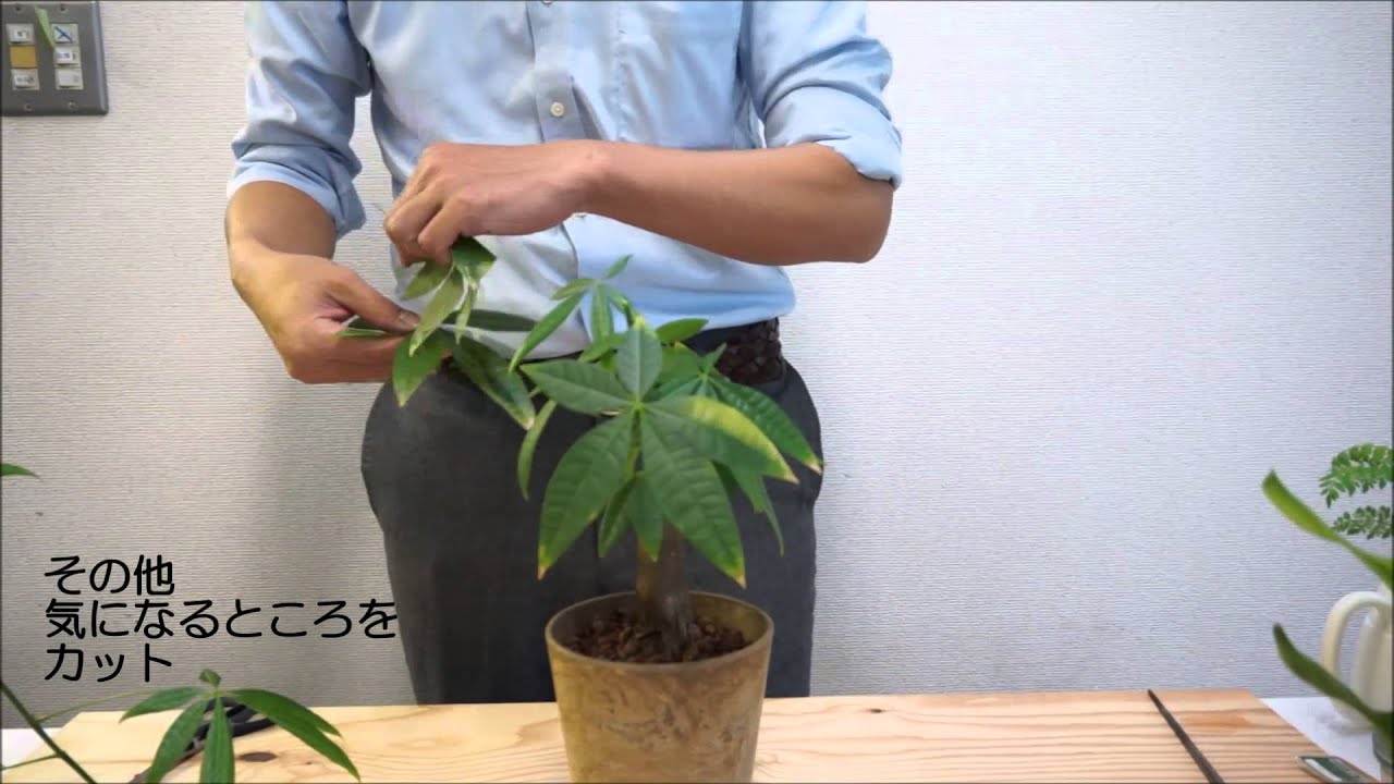 Planterior 4 2 植物のメンテナンス 剪定編 Youtube