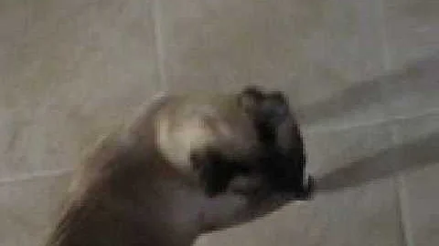 Watch the video about Noo-noo's Extreme talking Siamese