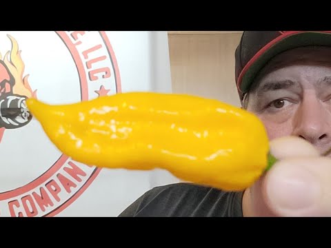 Yellow Fatalii Pepper