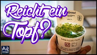 Mit einem Topf ein ganzes Aquarium bepflanzen? | AquaOwner