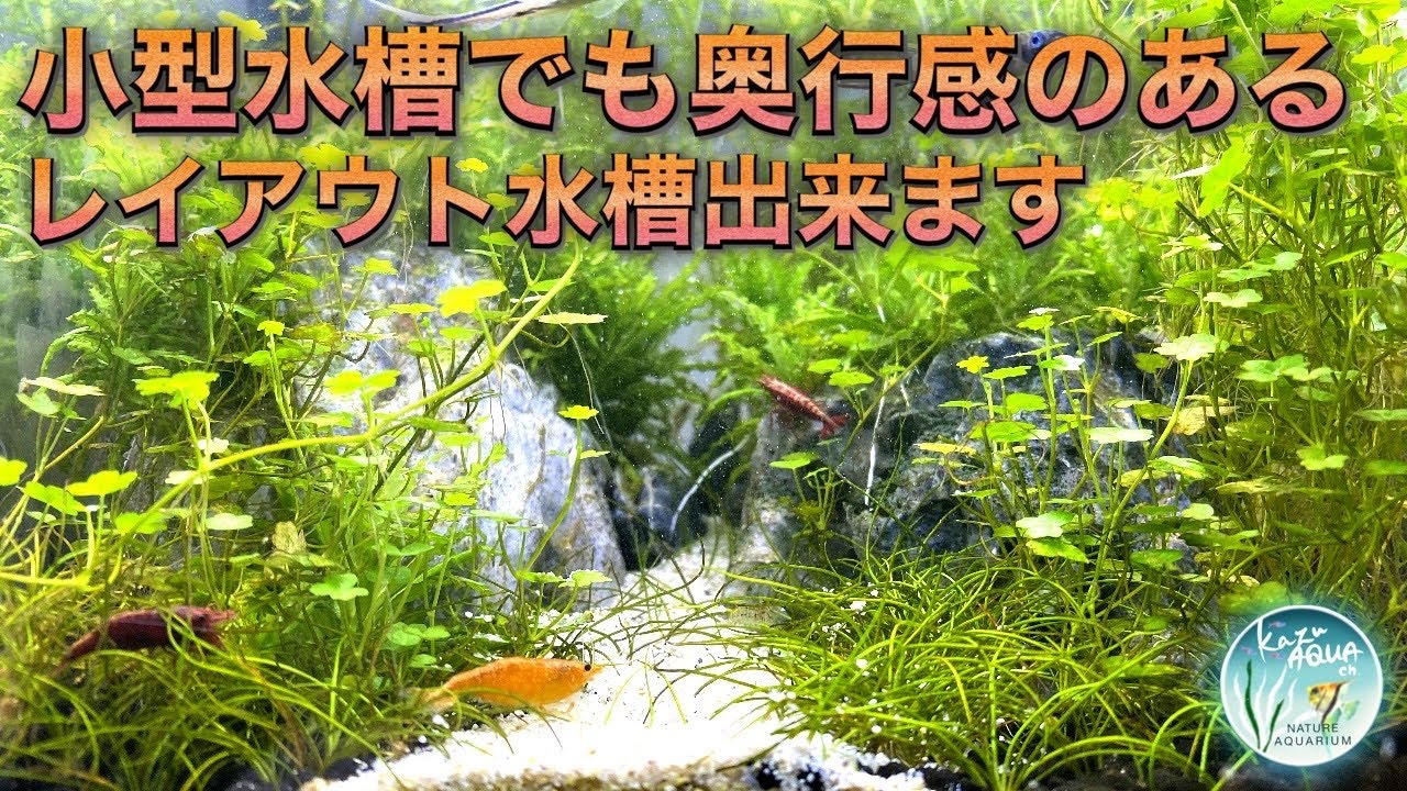 奥行感のある水草レイアウト水槽を20cm水槽で立ち上げる #アクアリウム