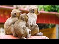 When the sky is cold baby monkey they hug warmly  wildlife adorable