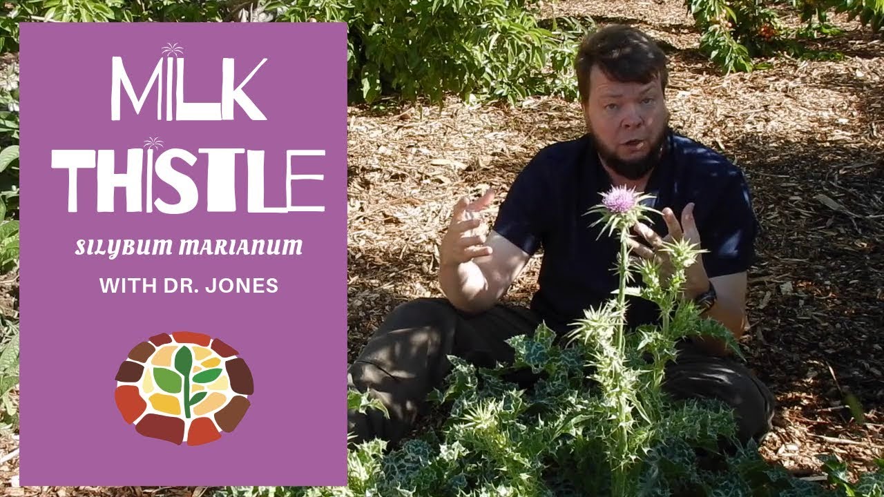 Milk Thistle Medicinal Properties YouTube