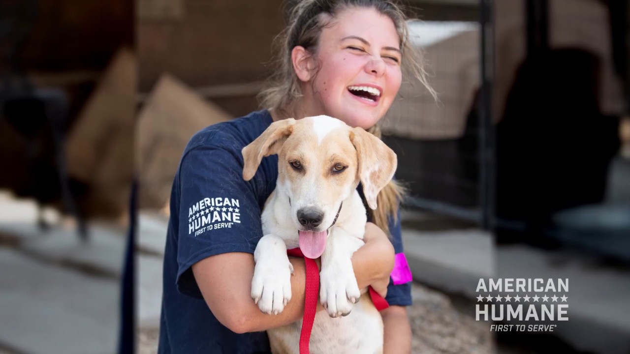 Helping Almost 1 Billion Animals in 2018 - Year in Review - YouTube