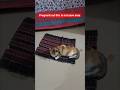 My Cat Shift Save Area Catlover Cute Cat My Cat Shift Save Area Catlover Cute Cat