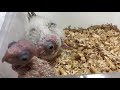 ウロコインコの赤ちゃんです