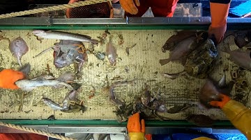 Burgers in actie tegen de plastiekvervuiling van de Noordzee