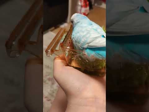 попугайчик купается на