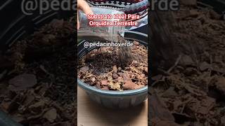 Substrato Ideal para Orquídea Terrestre #orquídeaterrestre #cymbidium