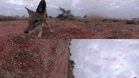 wild life animals in Africa [360 5K]