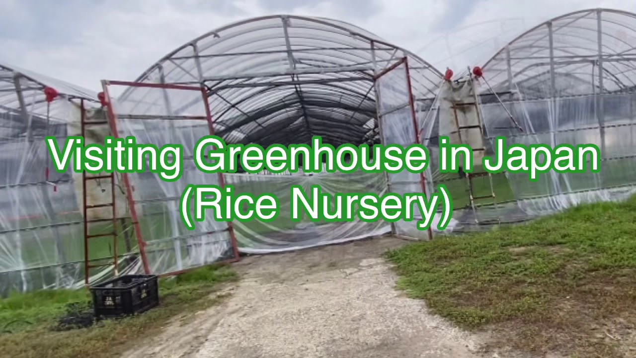 Rice Nursery in Japan / Rice Planting YouTube