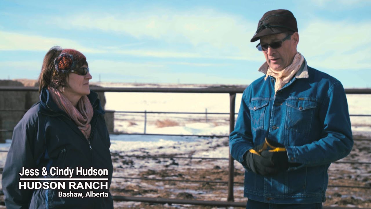 Winter Grazing Systems: Feed Waste & Clean Up