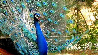 Some live Peacock sounds screams and calls 4k