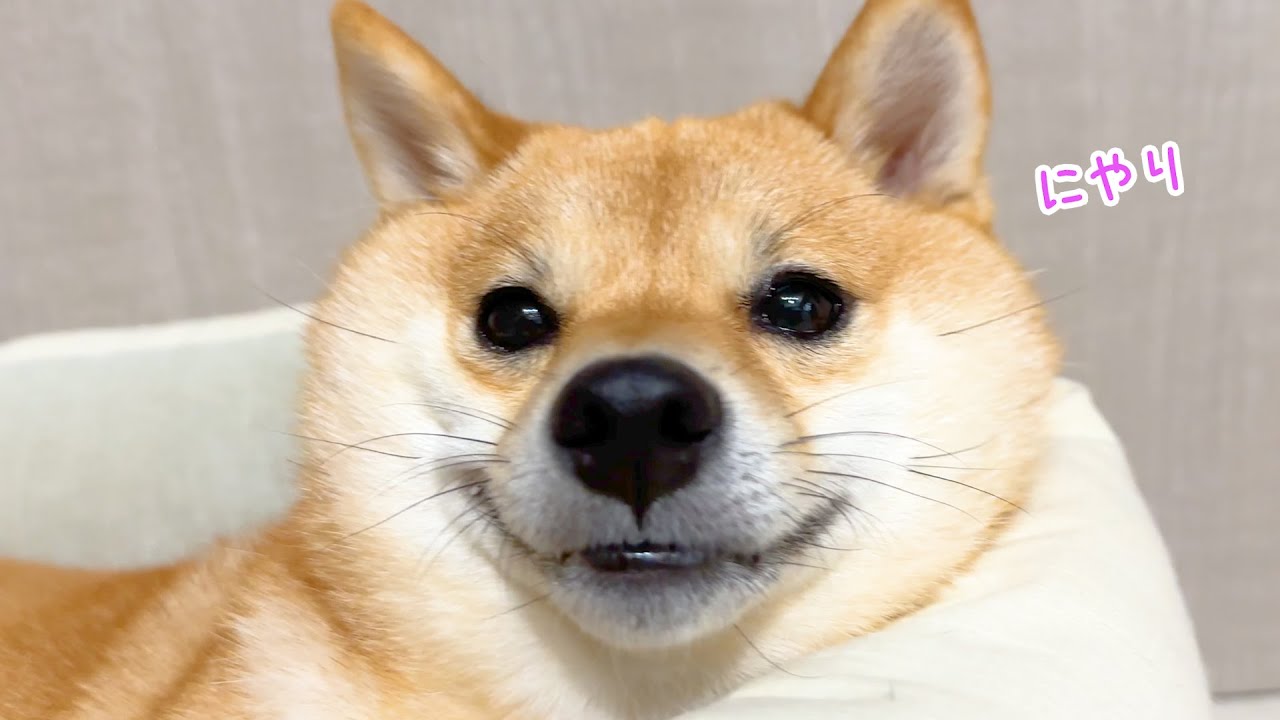 自分の思い通りの展開に笑いが止まらない柴犬 - YouTube