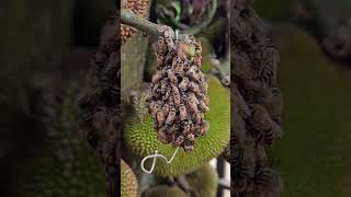The Queen Bee's Call Controlled the Entire Colony