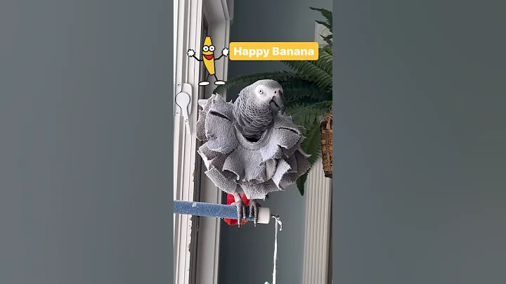 Symon says: Who wants a happy banana?🤣🍌#symontheafricangreyparrot #talkingparrot #banana #birds