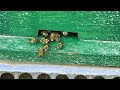 🐝🍯 See how productive worker bees are at work