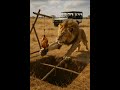Can the leopard escape the tricky trap ? Its golden eyes flicker between the bait and the abyss.