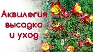 картинка: Рассада аквилегии (водосбор). Высадка, уход